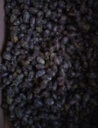 Kokony pszczoły Murarki ogrodowej 400 sztuk w wylęgarni 