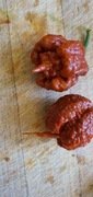 Nasiona papryka chili Carolina Reaper Rustyk kolekcjonerskie