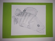 Kartka z życzeniami dla wędkarza, ryba -okoń.