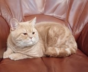 Kot brytyjski kocurek