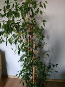 Sprzedam kwiat Benjamin 