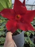 Sundaville czerwona,  Deep Red