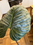 Philodendron Sodiroi