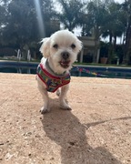 Wygodne oddychające i regulowane szelki  (klatka 44-55cm) ze smyczą