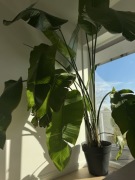 Sterlicja sterlitzia duża ok. 260cm strelicja