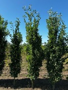 Dąb szypułkowy 'Fastigiata', dąb kolumnowy, wysokość 3m