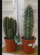 Kaktus 2 sztuki za 100 zł 