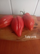 Pomidor Tulip pink kolekcjonerski