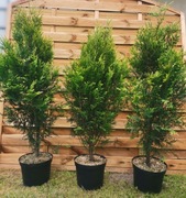 Tuja Kórnik DUŻA doniczka 7,5l sadzenie transport