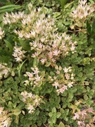 Rozchodnik  kaukaski, Sedum