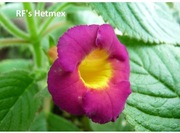 Achimenesy kłącze RF's Hetmex 