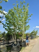 Klon pospolity / Acer platanoides / 400-450cm / forma wielopniowa