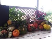 Dynia ozdobna.Kłobuck,Miedźno.