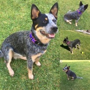 Colourful mexican dog collar, unique handcraft, S