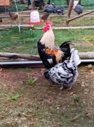 Drób kury kogut Karzełek Polski.