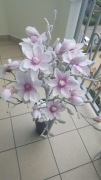 Drzewko magnolia Snow home and you 80 cm