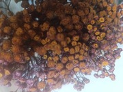 Suszone zboża i zioła 