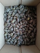 Murarka ogrodowa kokony 200 szt