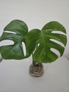 Monstera variegata szczytówka