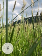 2kg/Sianko 2025 łąkowe z tymotką dla królika i świnki morskiej-Kraina Siana