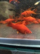 Mieczyk albino Red Standard 