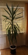 Kwiat Juka Dracena