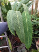 Philodendron heterocraspedon