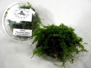 MECH DO TERRARIUM  M4