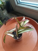 Hoya kentiana variegata ukorzeniona 