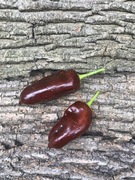 Čunga Čangar Papryka Słodka 