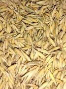 Owies 2025 ekologiczny z certyfikatem