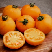 Pomidor Bendida F1 - Nasiona Holenderskie