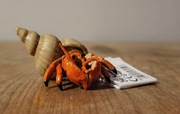 Papo krab pustelnik figurka model z 2022 r.