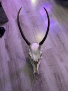 Poroże z czaszka, szpicak,