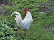 Koguty młode  z wolnego wybiegu 