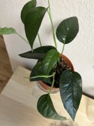 Epipremnum Pinnatum Variegata - don. 11 cm 