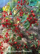 Pomidor Hundreds and Thousands do donic, na balkon. Pyszny