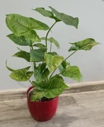 Syngonium pink splash allusione