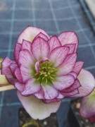 Ciemiernik Helleborus 'Peppermint Ice' 63