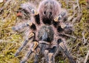 gramostola pulchripes