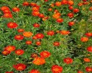 Kwiat aksamitki suszony 30g 