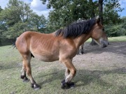 Dwa ogiery zimnokrwiste