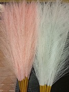 trawa pampasowa 20 sztuk 