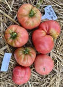 Pomidor Bear Claw kolekcjonerskie nasiona