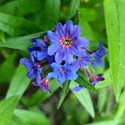 Nawrot czerwonobłękitny / Aegonychon purpurocaeruleum