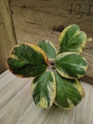 Hoya Kerri spot margin 