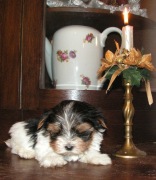 York Biewer tricolor