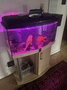 Akwarium Diverse 115 l