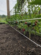 Nasiona papryki Strawberyy Bomb