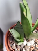 Sansevieria Moonshine variegata z maluchem 